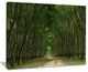 "Pathway in Thick Green Forest" Landscape Canvas Photo Print, 40"x30"