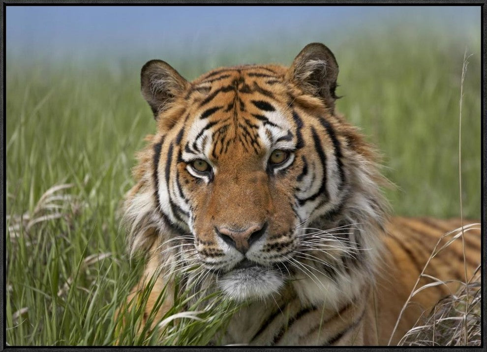 Siberian Tiger Portrait, Endangered, Native To Siberia, 32"x24"