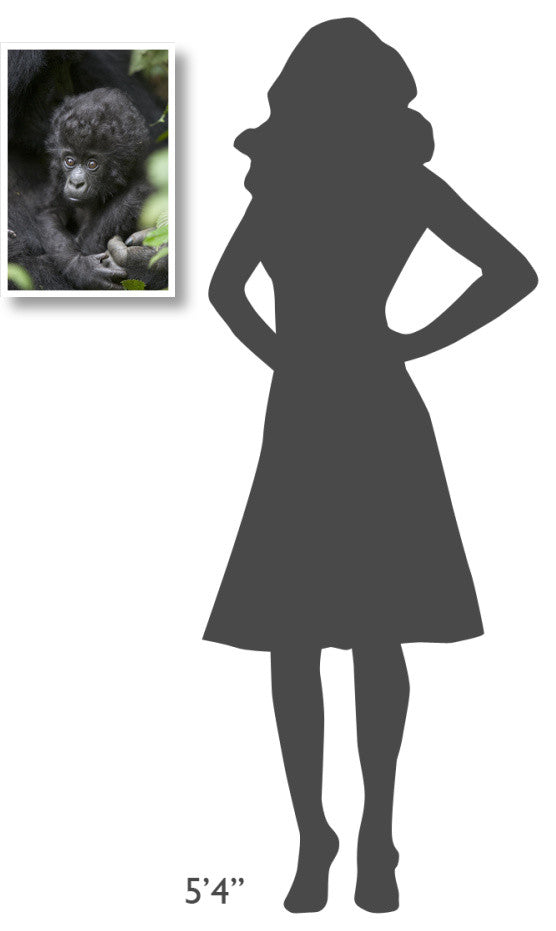 "Gorilla infant, endangered, Parc National Des Volcans" Paper Art, 14"x20"