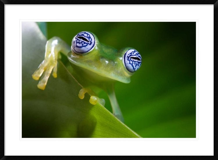 "Im a bit shy" Framed Digital Print by Ghizzi Panizza Alberto, 38"x28"