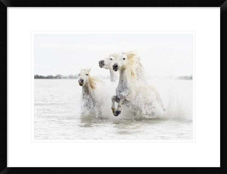 "Horses  Hight Key" Framed Digital Print by Ciro De Simone, 26"x20"
