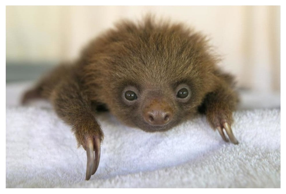 "Hoffmann's 2-toed Sloth baby, Aviarios Sloth Sanctuary" Paper Art, 50"x34"