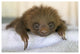 "Hoffmann's 2-toed Sloth baby, Aviarios Sloth Sanctuary" Paper Art, 50"x34"