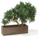 Pine Bonsai In Brown Rectangular Planter