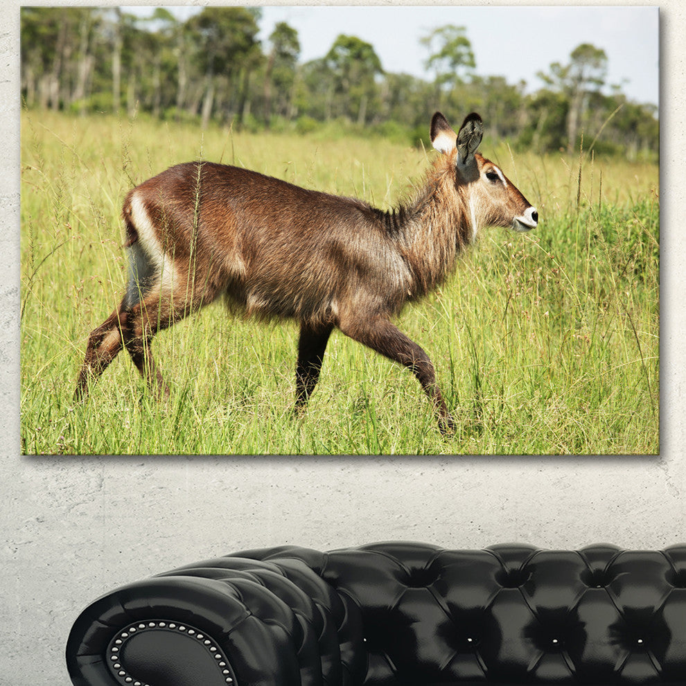 Waterbuck Antelope in Green Grass, African Canvas Art Print, 40"x30"