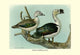 Comb or Knob-Billed Ducks- Fine Art Giclee Print 24" x 36"