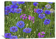"Cornflower And Pointed Phlox Blooming In Grassy Field, North America" Artwork