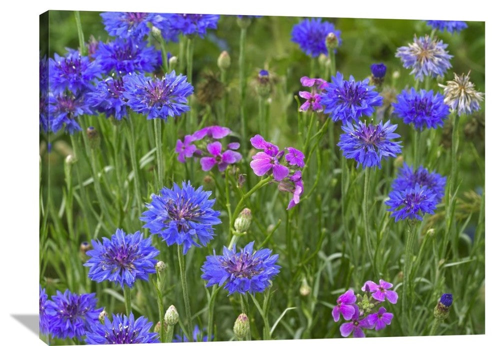 "Cornflower And Pointed Phlox Blooming In Grassy Field, North America" Artwork