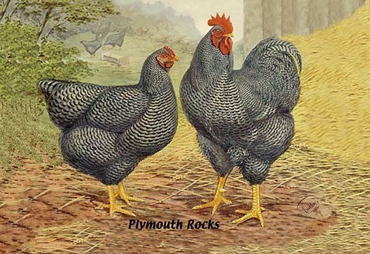 Plymouth Rocks- Fine Art Giclee Print 24" x 36"