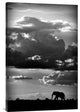 "He Walks Under An African Sky" Stretched Canvas Giclee by Wildphotoart, 20x30"