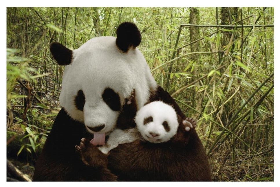 "Giant Panda Gongzhu and cub, bamboo, Wolong Nature Reserve" Paper Art, 26"x18"