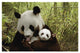 "Giant Panda Gongzhu and cub, bamboo, Wolong Nature Reserve" Paper Art, 26"x18"