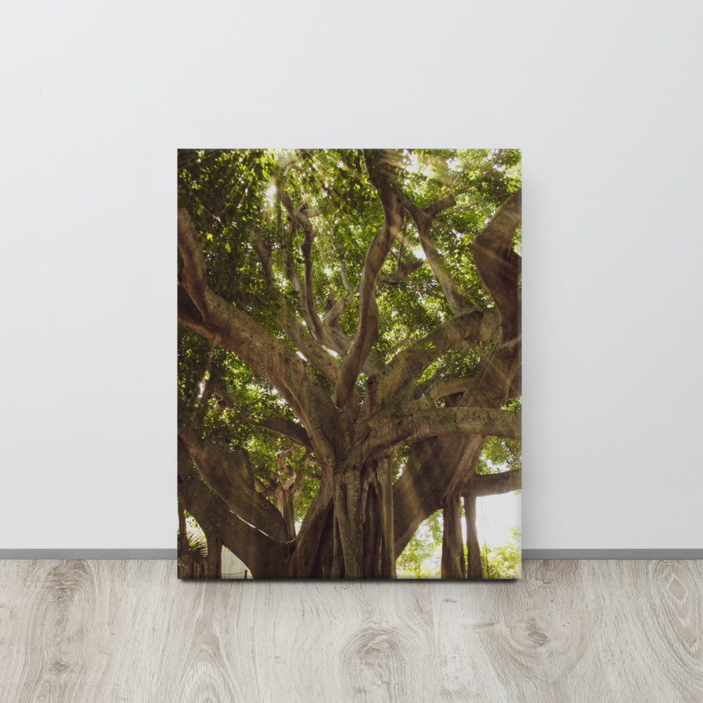 Banyan Tree With Glory Rays of Sunlight Botanical Photo Canvas Print, 16" X 20"