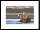 Grizzly Bear Yearlings On Shore, Katmai National Park, Alaska, 24"x18"