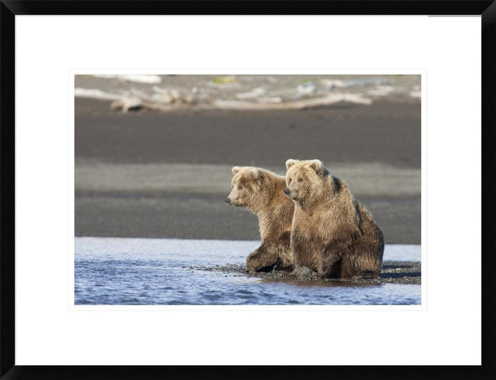 Grizzly Bear Yearlings On Shore, Katmai National Park, Alaska, 24"x18"
