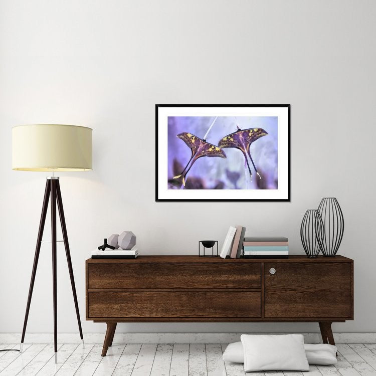 "Actias" Framed Digital Print by Jimmy Hoffman, 44x32"