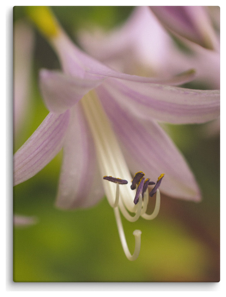 Close-up Hosta Bloom Floral Nature Photo Canvas Wall Art Print, 18" X 24"