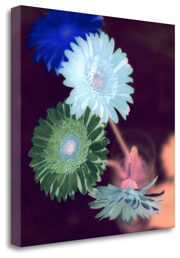 "Floral Color - 5" By Alan Blaustein, Giclee Print on Gallery Wrap Canvas