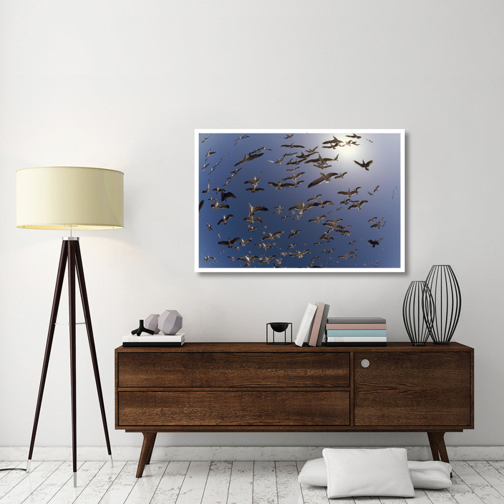 "Western Gulls flying, North America" Paper Print by Tim Fitzharris, 50"x34"