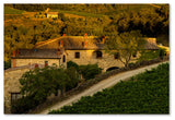 Dan Ballard 'Vineyard Evening' Canvas Art, 24"x16"