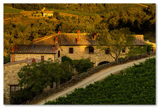 Dan Ballard 'Vineyard Evening' Canvas Art, 24"x16"