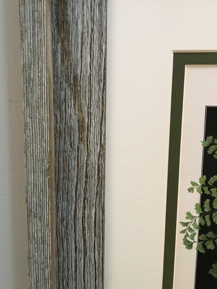 Original Vintage 1925 Botanical Fern Framed Prints, Set of 2