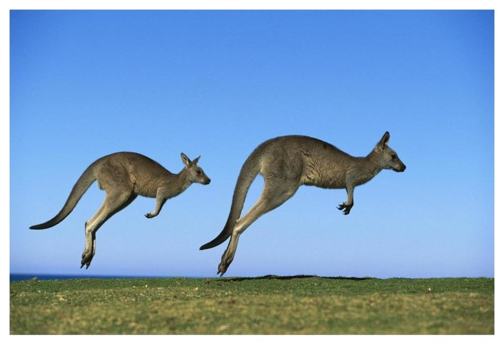 "Eastern Grey Kangaroo adults hopping, Murramarang NP" Paper Art, 62"x42"