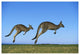 "Eastern Grey Kangaroo adults hopping, Murramarang NP" Paper Art, 62"x42"