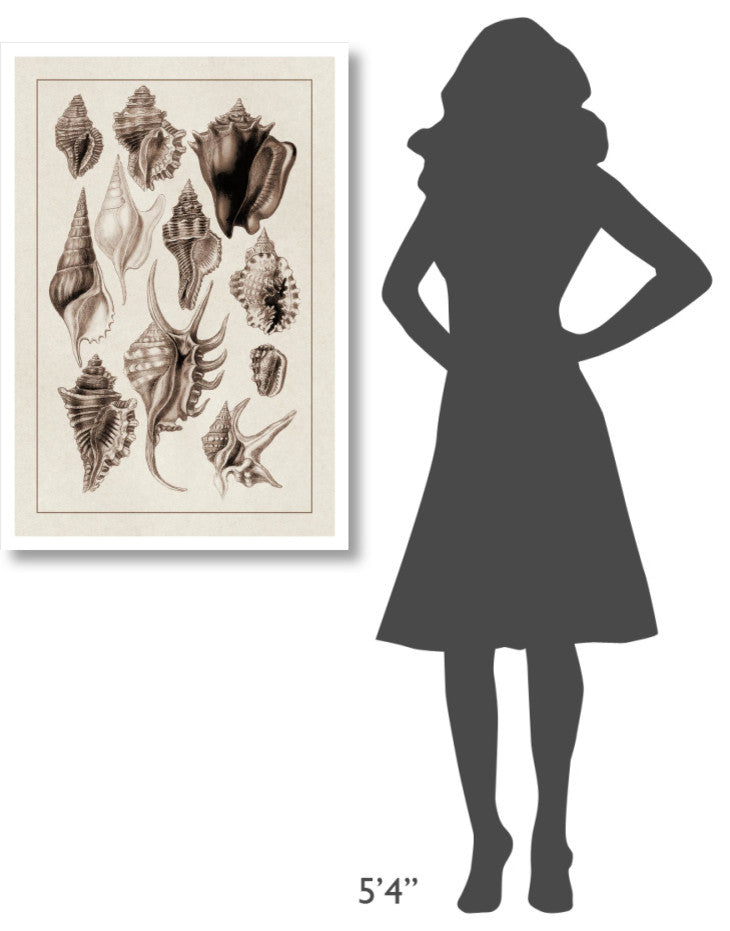 "Shells: Trachelipoda #5 (Sepia)" Digital Paper Print by G.B. Sowerby, 26"x38"