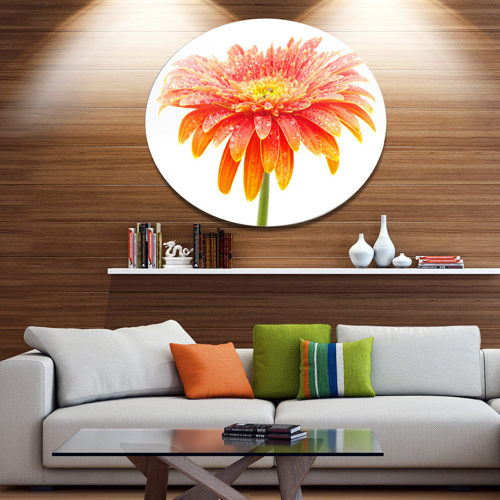 Orange Gerbera On White, Floral Round Wall Art, 11"
