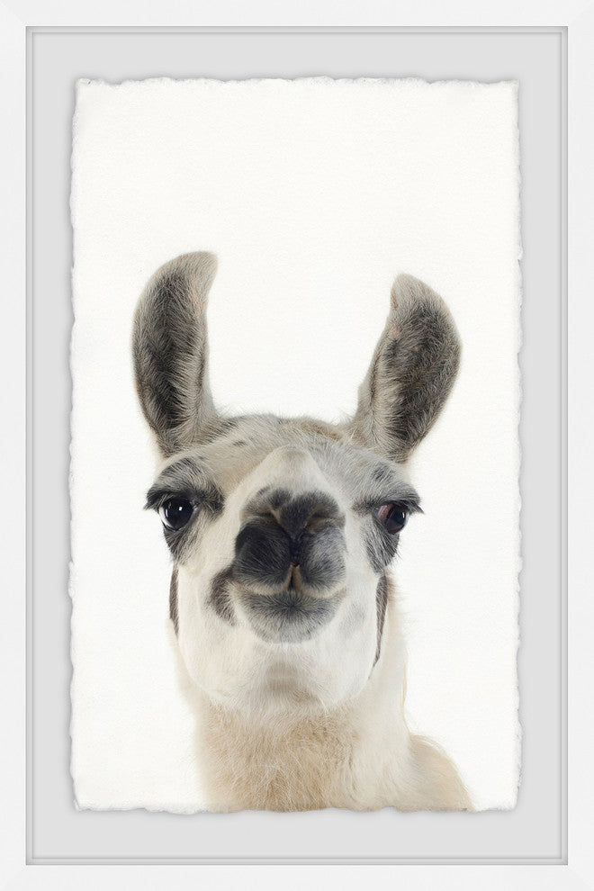 "Black and White Llama" Framed Painting Print, 16"x24"