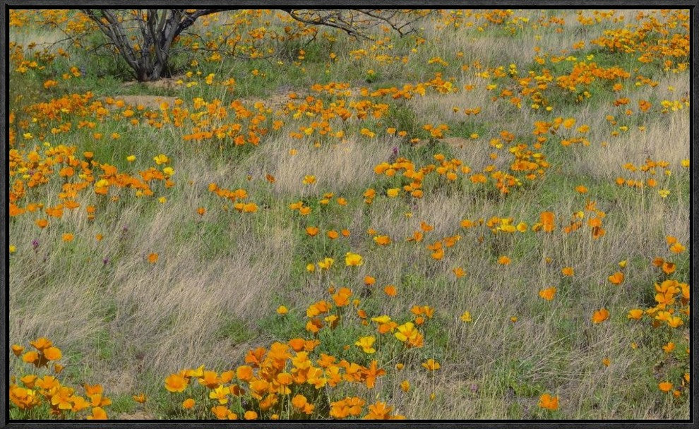 "California Poppy meadow with grasses, California"  by Tim Fitzharris, 31x19"