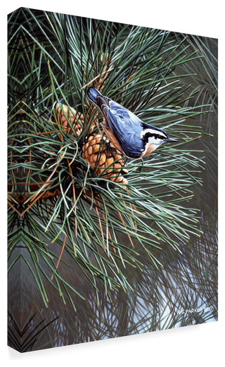Ron Parker 'Nuthatch On Pine Cone' Canvas Art, 32"x24"