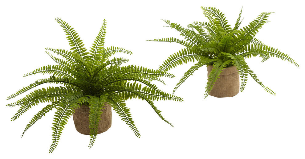 Boston Fern With Burlap Planter, Set of 2