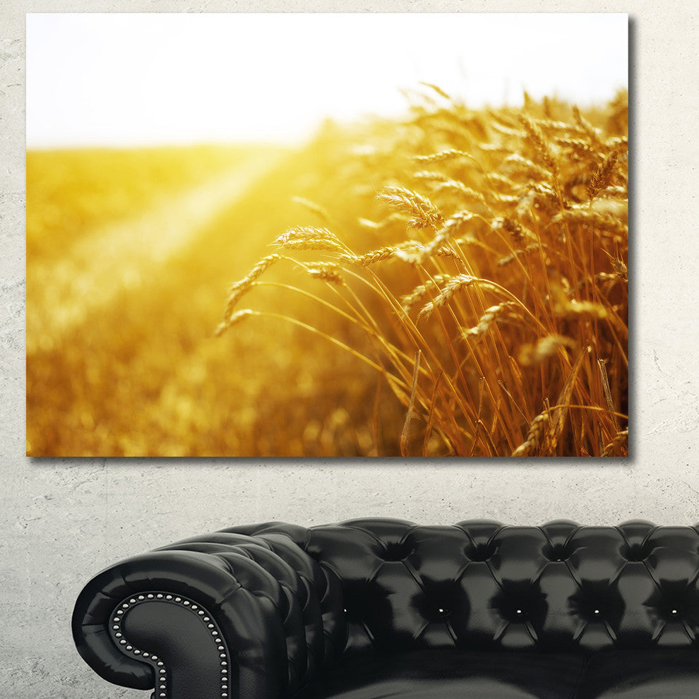 Bright Sunset over Wheat Field, Landscape Canvas Art Print, 40"x30"