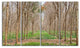 Beautiful Rubber Plantation Photo, Modern Forest Canvas Art, 48"x28", 4 Panels