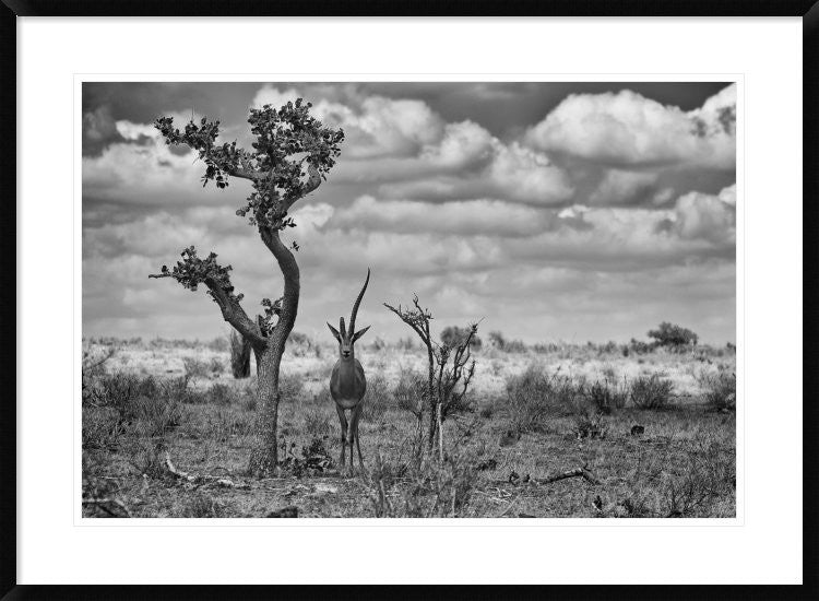 "The Last Unicorn" Framed Digital Print by Marcel Rebro, 38"x28"
