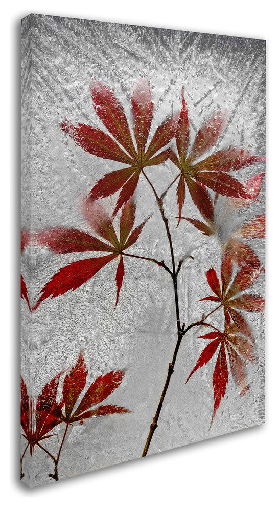 Secundino Losada 'Red Maple' Canvas Art, 30x47