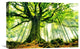 "Ponthus Beech" Stretched Canvas Giclee by Christophe Kiciak, 22x15"