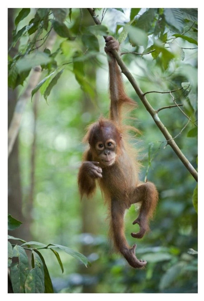 "Sumatran Orangutan baby dangling, north Sumatra" Paper Art, 22"x32"