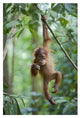 "Sumatran Orangutan baby dangling, north Sumatra" Paper Art, 22"x32"