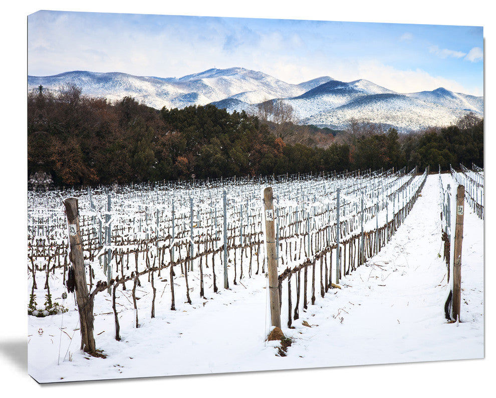 Snow Covered Vineyard Rows Italy, Extra Large Landscape Canvas Art, 60"x28"