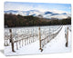 Snow Covered Vineyard Rows Italy, Extra Large Landscape Canvas Art, 60"x28"