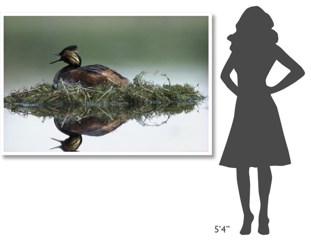 "Black-necked Grebe calling, incubating eggs, North America" Paper Art, 62"x42"
