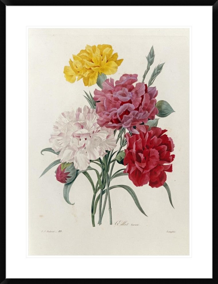 "Carnations" Framed Digital Print by Pierre Joseph Redoute, 29x38"