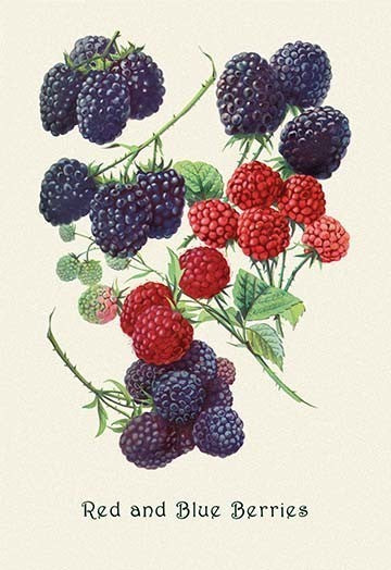 "Red and Blue Berries" Artwork, 20"x30", Canvas Poster