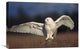 "Snowy Owl Adult Amid Dry Grass, British Columbia, Canada" Artwork