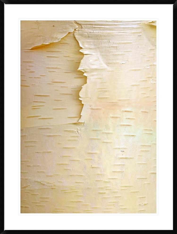 "Birch close up of tree trunk, North America"  by Tim Fitzharris, 33x44"