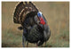 "Wild Turkey male, North America" Digital Paper Print by Tim Fitzharris, 32"x22"