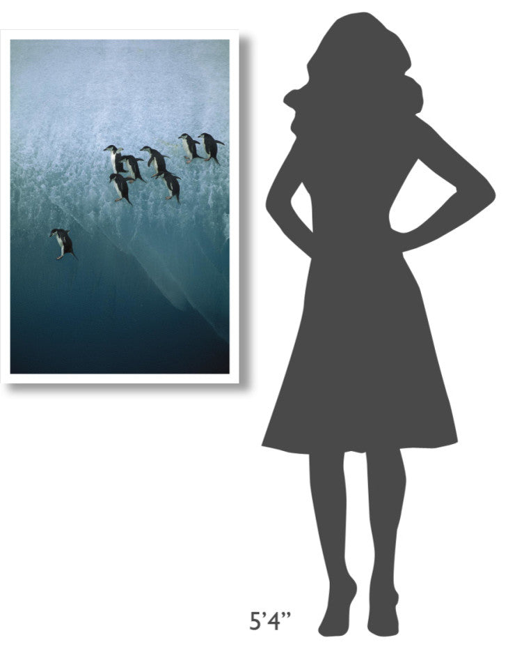 "Chinstrap Penguins jumping off iceberg, Sandwich Islands" Paper Art, 26"x38"
